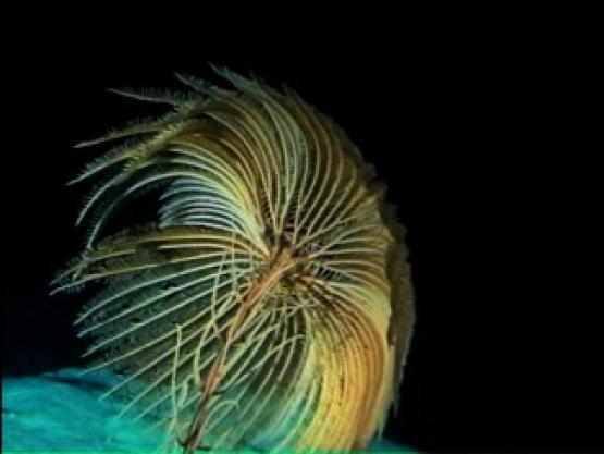Bild Nr. 10795 - 132 mal gesehen Bild Nr. 10795 - 132 mal gesehen