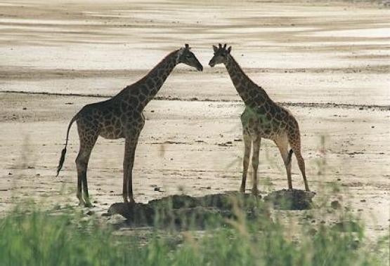 Bild Nr. 1247 - 116 mal gesehen Bild Nr. 1247 - 116 mal gesehen