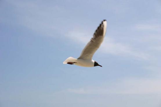 Bild Nr. 4419 - 304 mal gesehen Bild Nr. 4419 - 304 mal gesehen