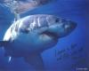 Bild Nr. 9622 - 17679 mal gesehen Bild Nr. 9622 - 17679 mal gesehen