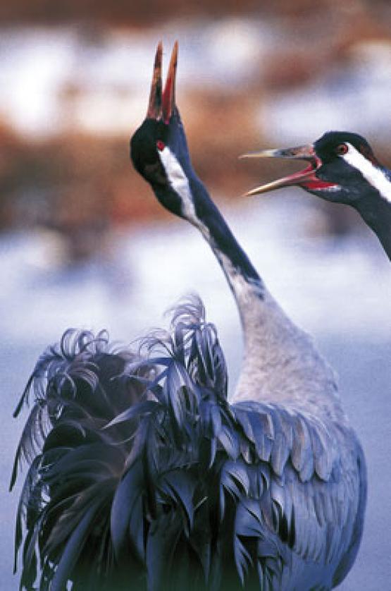 Bild Nr. 21497 - 262 mal gesehen Bild Nr. 21497 - 262 mal gesehen