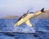Bild Nr. 22731 - 15276 mal gesehen Bild Nr. 22731 - 15276 mal gesehen